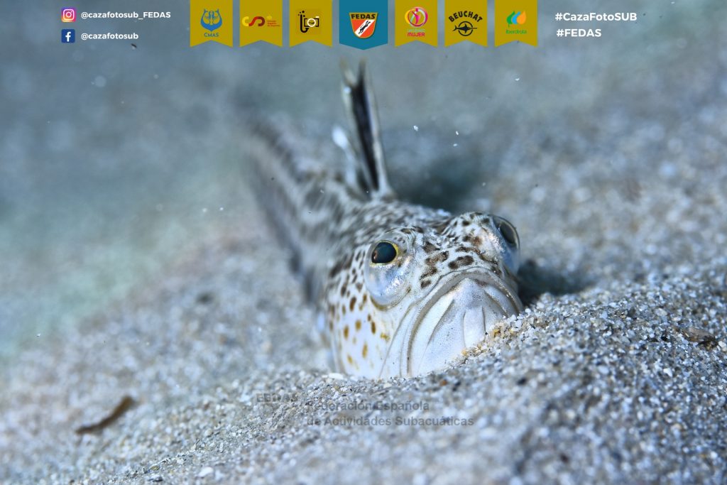 F14-FECDAS-CATALU･A-BOSCH I ALTIMIRAS, Margot 1.jpg6CazaFotSUB2023