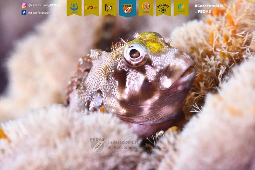 F14-FECDAS-CATALU･A-BOSCH I ALTIMIRAS, Margot 2.jpg5CazaFotSUB2023