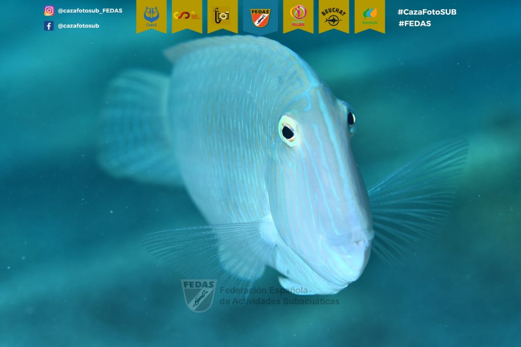 F14-FECDAS-CATALU･A-BOSCH I ALTIMIRAS, Margot 3.jpg4CazaFotSUB2023