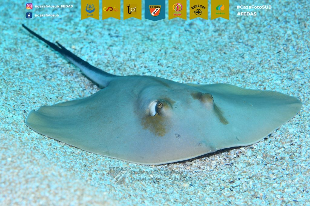 M15-FECDAS-CATALU･A-SALVADOR COSTA, Xavier 1.jpg3CazaFotSUB2023