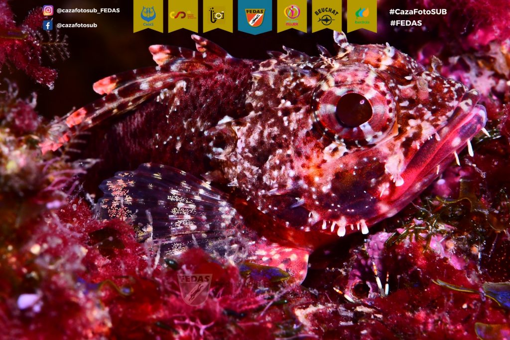 M15-FECDAS-CATALU･A-SALVADOR COSTA, Xavier 2.jpg2CazaFotSUB2023