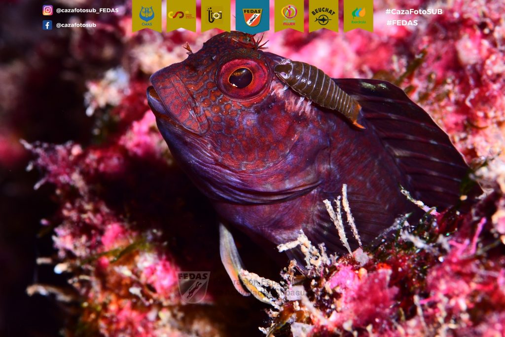 M15-FECDAS-CATALU･A-SALVADOR COSTA, Xavier 3.jpg1CazaFotSUB2023